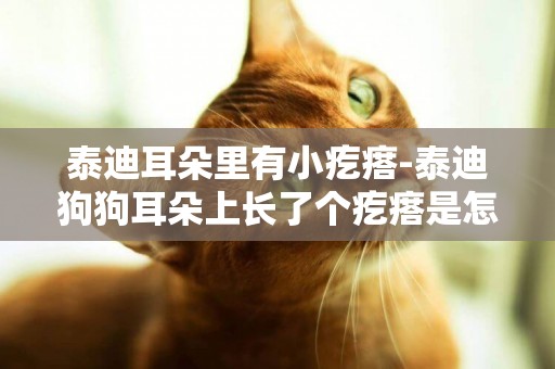 泰迪耳朵里有小疙瘩-泰迪狗狗耳朵上長了個疙瘩是怎么了呢？求救！