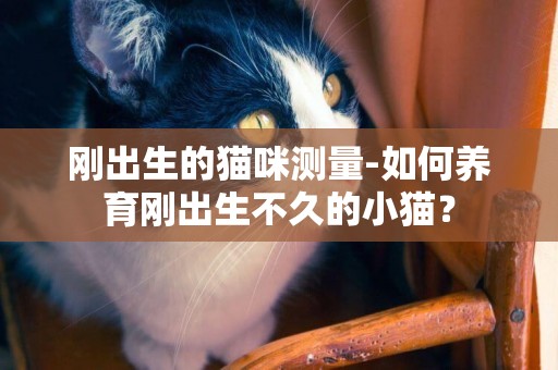 剛出生的貓咪測量-如何養育剛出生不久的小貓？