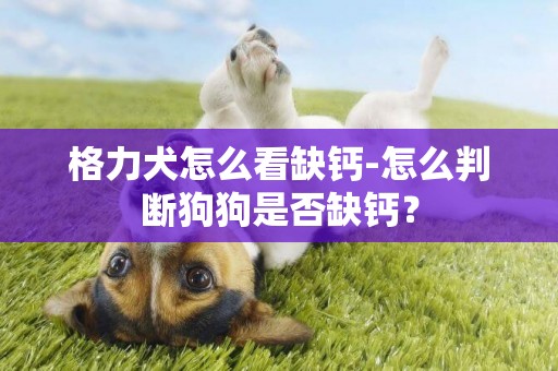 格力犬怎么看缺鈣-怎么判斷狗狗是否缺鈣？