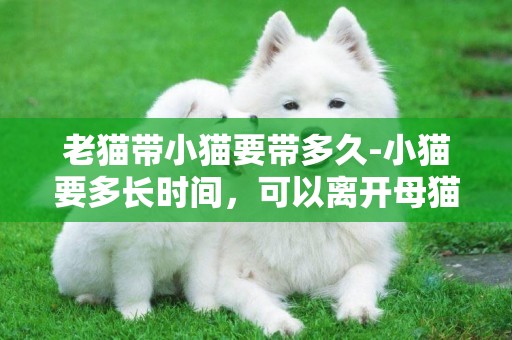 老貓帶小貓要帶多久-小貓要多長時間，可以離開母貓出去？