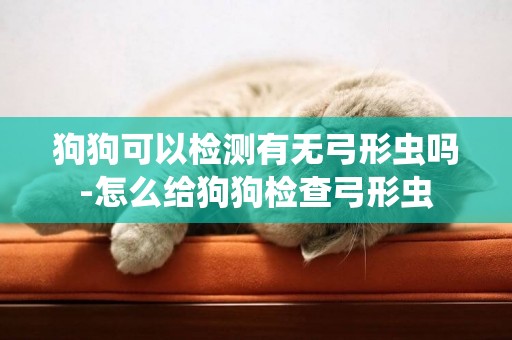 狗狗可以檢測有無弓形蟲嗎-怎么給狗狗檢查弓形蟲