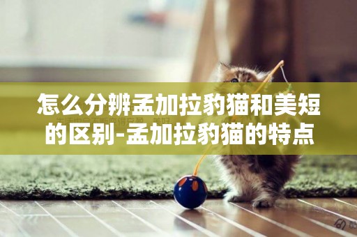 怎么分辨孟加拉豹貓和美短的區別-孟加拉豹貓的特點