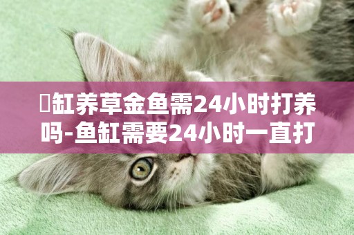 魚缸養草金魚需24小時打養嗎-魚缸需要24小時一直打氧嗎？