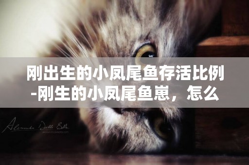 剛出生的小鳳尾魚存活比例-剛生的小鳳尾魚崽，怎么養活！