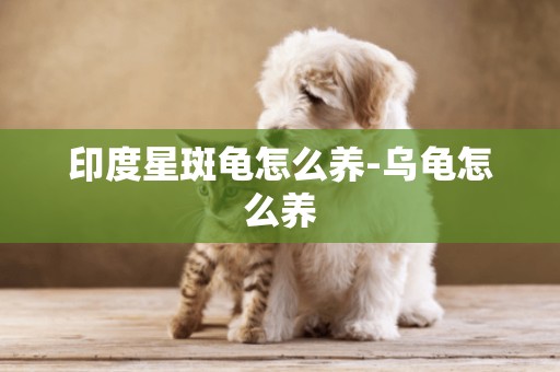印度星斑龜怎么養-烏龜怎么養