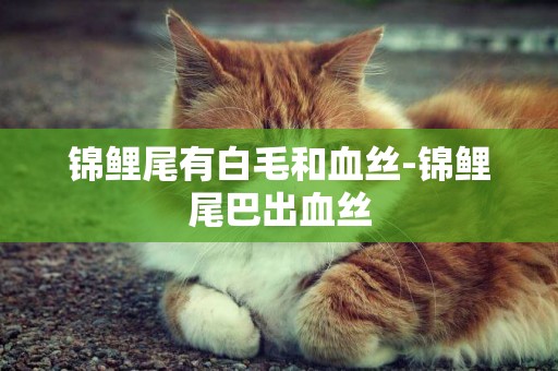 錦鯉尾有白毛和血絲-錦鯉尾巴出血絲