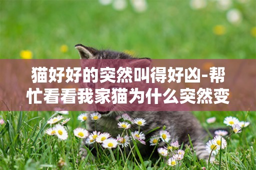 貓好好的突然叫得好兇-幫忙看看我家貓為什么突然變的很兇