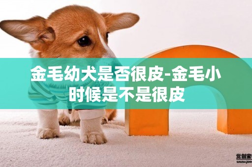 金毛幼犬是否很皮-金毛小時候是不是很皮