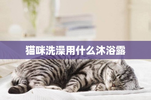 貓咪洗澡用什么沐浴露