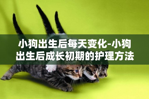 小狗出生后每天變化-小狗出生后成長初期的護理方法有哪些