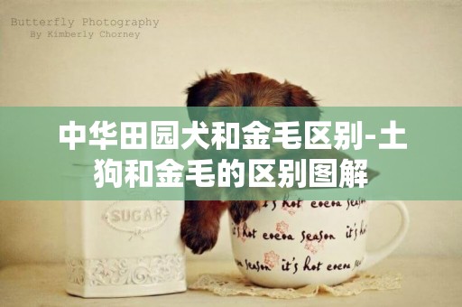 中華田園犬和金毛區別-土狗和金毛的區別圖解