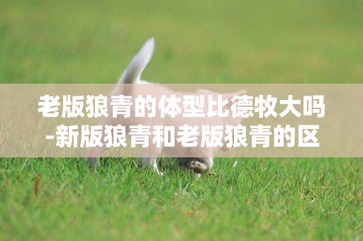老版狼青的體型比德牧大嗎-新版狼青和老版狼青的區別
