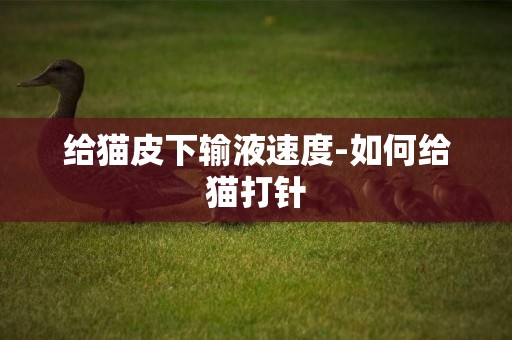 給貓皮下輸液速度-如何給貓打針