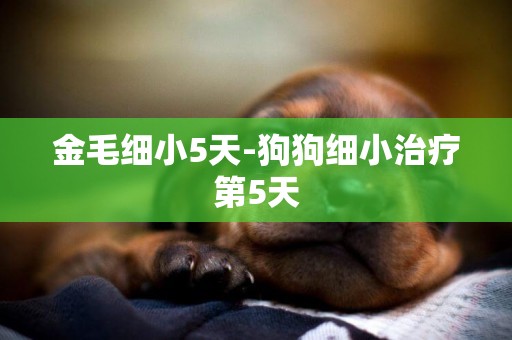 金毛細小5天-狗狗細小治療第5天