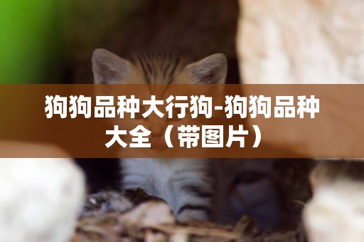 狗狗品種大行狗-狗狗品種大全（帶圖片）