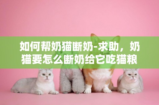 如何幫奶貓斷奶-求助，奶貓要怎么斷奶給它吃貓糧