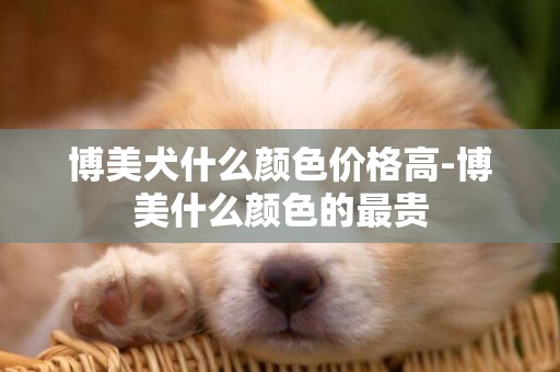 博美犬什么顏色價格高-博美什么顏色的最貴