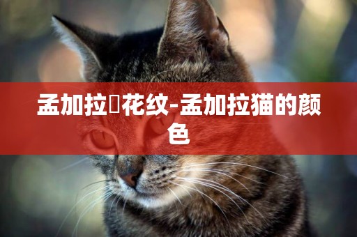 孟加拉貓花紋-孟加拉貓的顏色