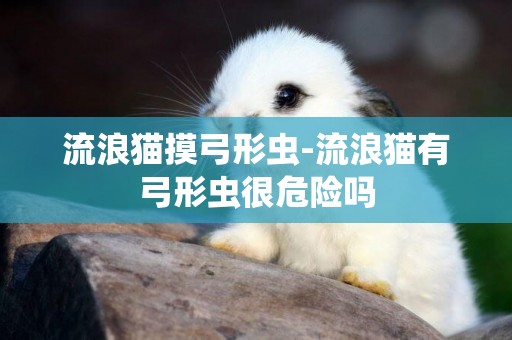 流浪貓摸弓形蟲-流浪貓有弓形蟲很危險嗎