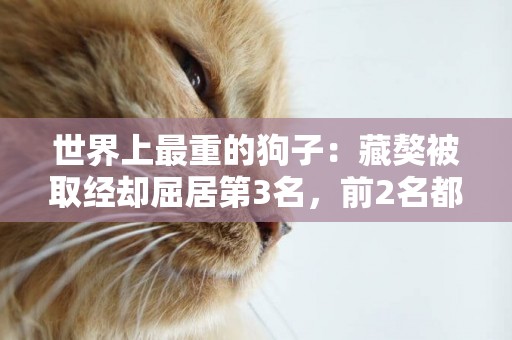 世界上最重的狗子：藏獒被取經卻屈居第3名，前2名都是什么來頭？ 