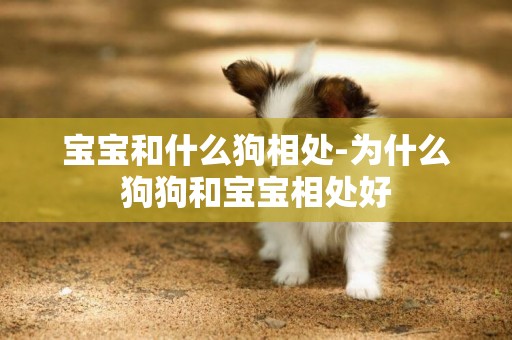 寶寶和什么狗相處-為什么狗狗和寶寶相處好