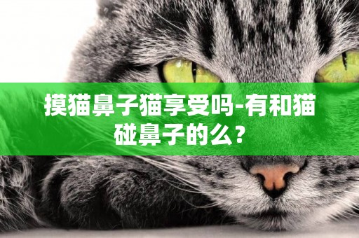 摸貓鼻子貓享受嗎-有和貓碰鼻子的么？