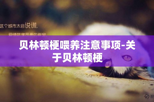 貝林頓梗喂養注意事項-關于貝林頓梗