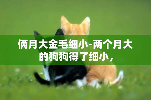 倆月大金毛細小-兩個月大的狗狗得了細小，