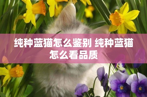 純種藍貓怎么鑒別 純種藍貓怎么看品質