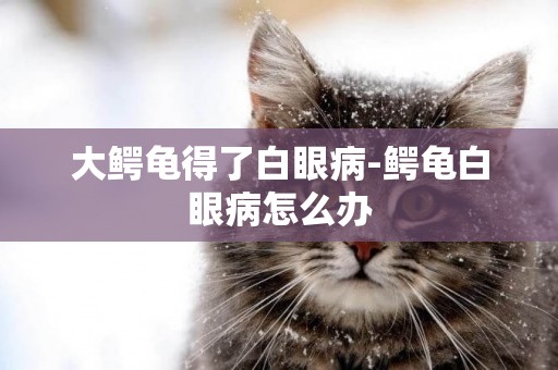 大鱷龜得了白眼病-鱷龜白眼病怎么辦