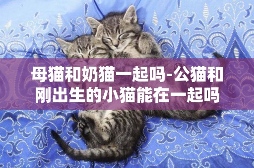 母貓和奶貓一起嗎-公貓和剛出生的小貓能在一起嗎