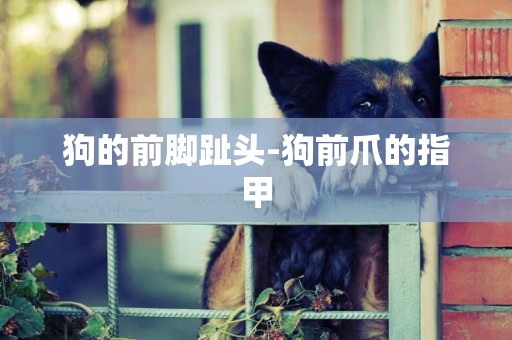 狗的前腳趾頭-狗前爪的指甲