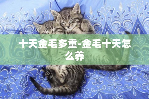 十天金毛多重-金毛十天怎么養