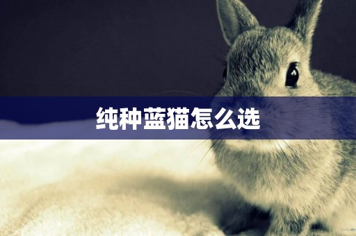 純種藍貓怎么選