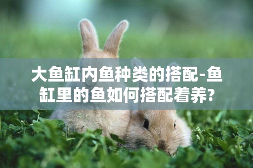 大魚缸內魚種類的搭配-魚缸里的魚如何搭配著養?