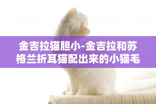 金吉拉貓膽小-金吉拉和蘇格蘭折耳貓配出來的小貓毛會很長嗎？