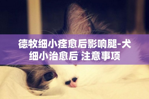 德牧細小痊愈后影響腿-犬細小治愈后 注意事項