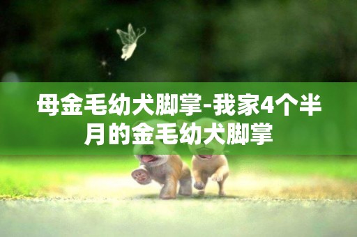 母金毛幼犬腳掌-我家4個半月的金毛幼犬腳掌