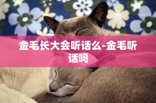 金毛長大會聽話么-金毛聽話嗎