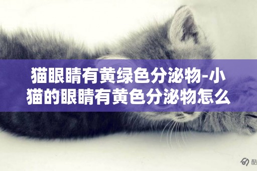 貓眼睛有黃綠色分泌物-小貓的眼睛有黃色分泌物怎么辦？