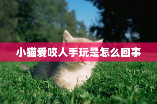 小貓愛咬人手玩是怎么回事