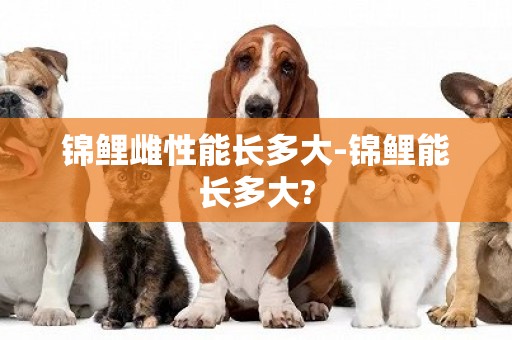錦鯉雌性能長多大-錦鯉能長多大?