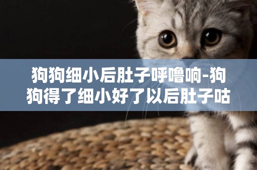 狗狗細小后肚子呼嚕響-狗狗得了細小好了以后肚子咕咕響是怎么回事