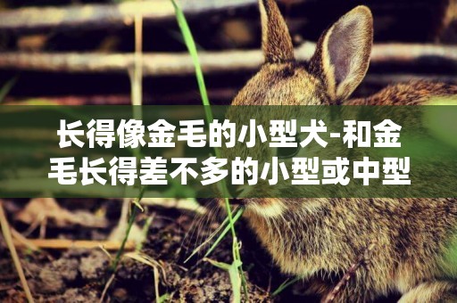 長得像金毛的小型犬-和金毛長得差不多的小型或中型犬？
