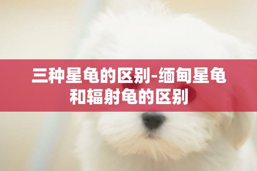 三種星龜的區別-緬甸星龜和輻射龜的區別