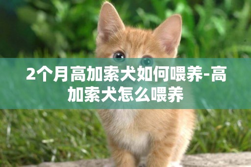 2個月高加索犬如何喂養-高加索犬怎么喂養