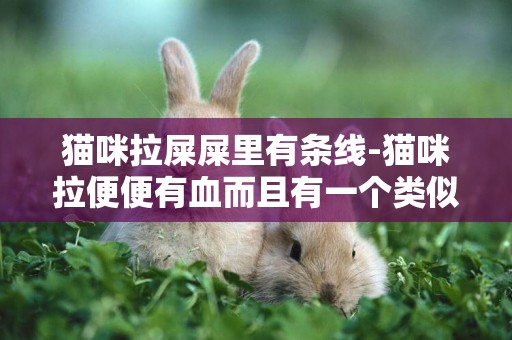 貓咪拉屎屎里有條線-貓咪拉便便有血而且有一個類似線的東西怎么辦
