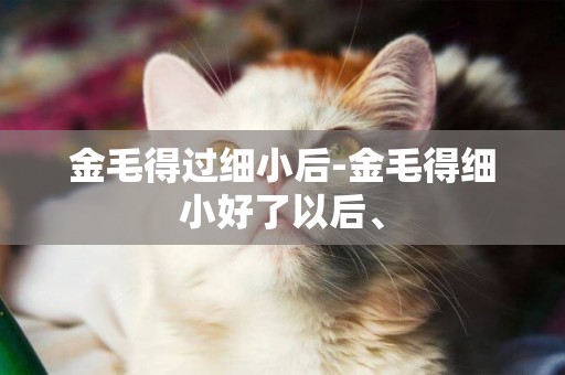 金毛得過細小后-金毛得細小好了以后、