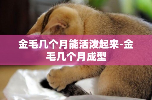 金毛幾個月能活潑起來-金毛幾個月成型