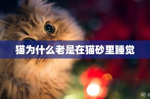 貓為什么老是在貓砂里睡覺